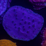 Purple Scroll Coral