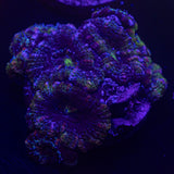 Purple Ring Acan