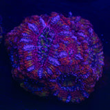 Crazy Clown Acan