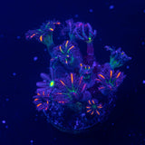 Firework Clove Polyps