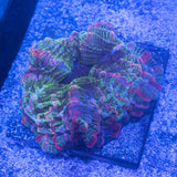 Rainbow Indophyllia