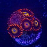 Fairy Fart/ Blue Eye Blondie Zoas