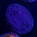 Purple Scroll Coral