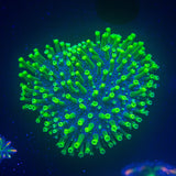 Neon Polyp Toadstool